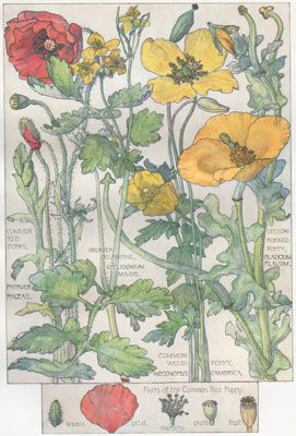 Common Red Poppy, Greater Celandine, Yellow Horned Poppy, Common Welsh Poppy